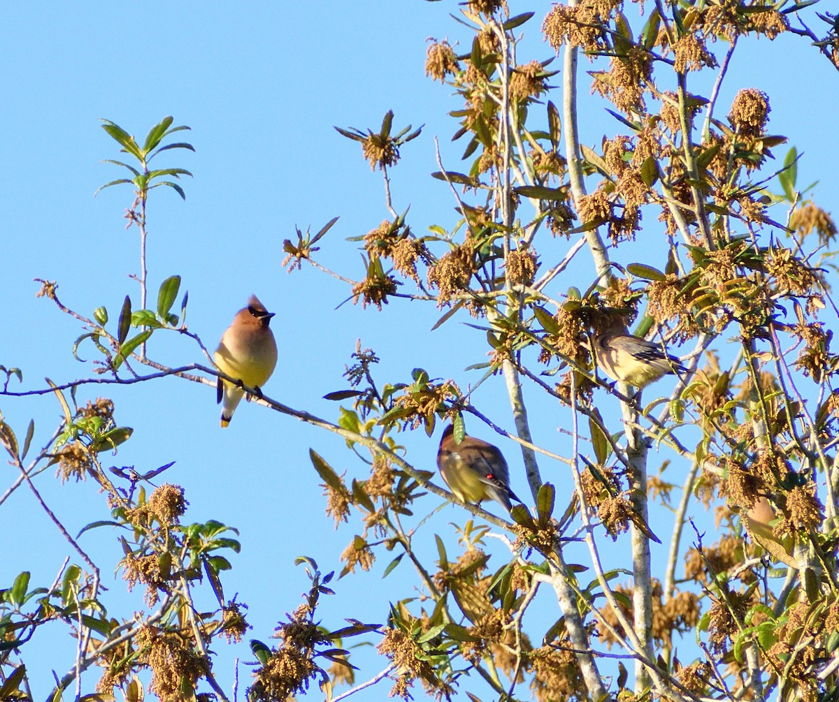 Cedar Waxwing - ML655104054
