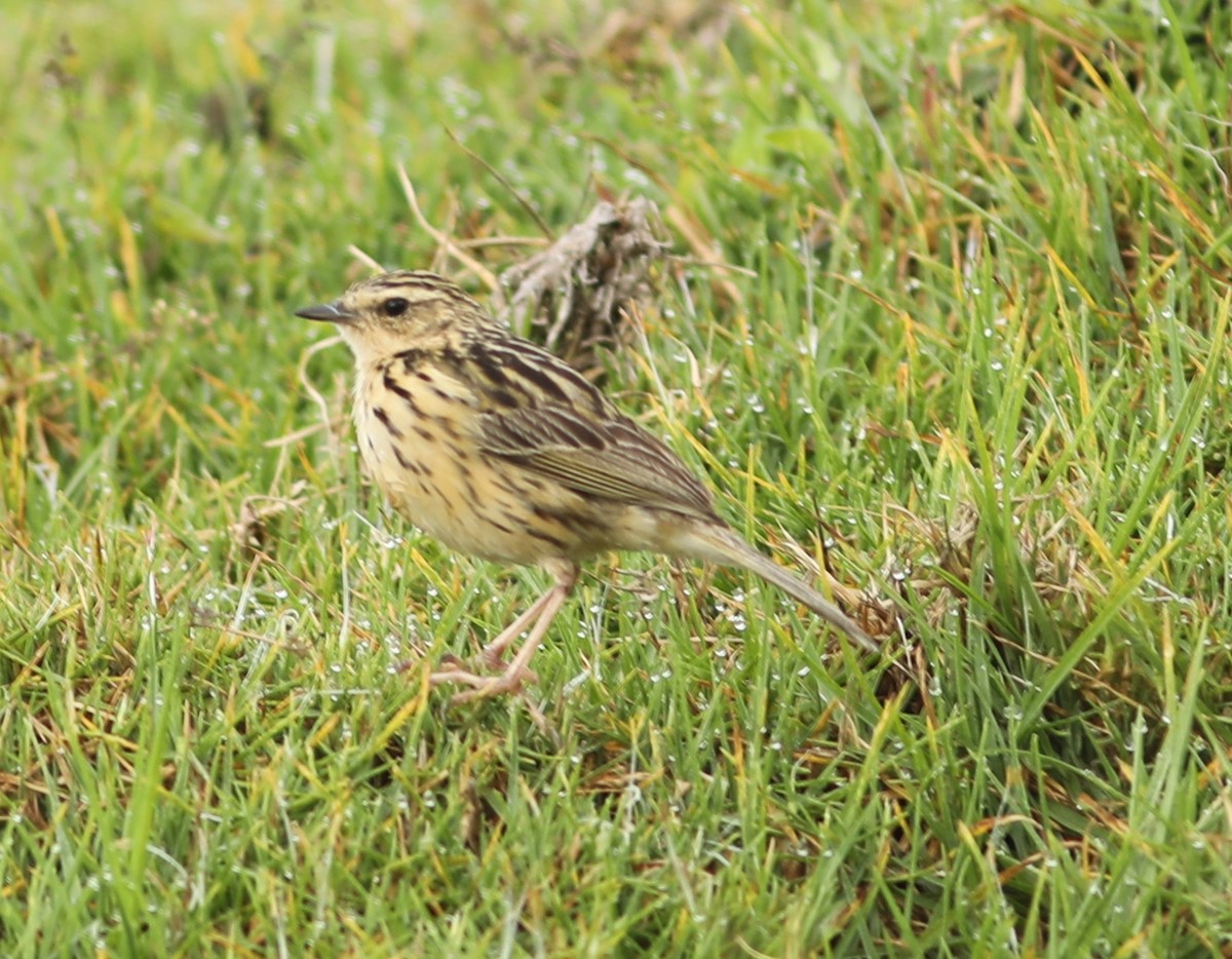 Nilgiri Pipit - ML65510421