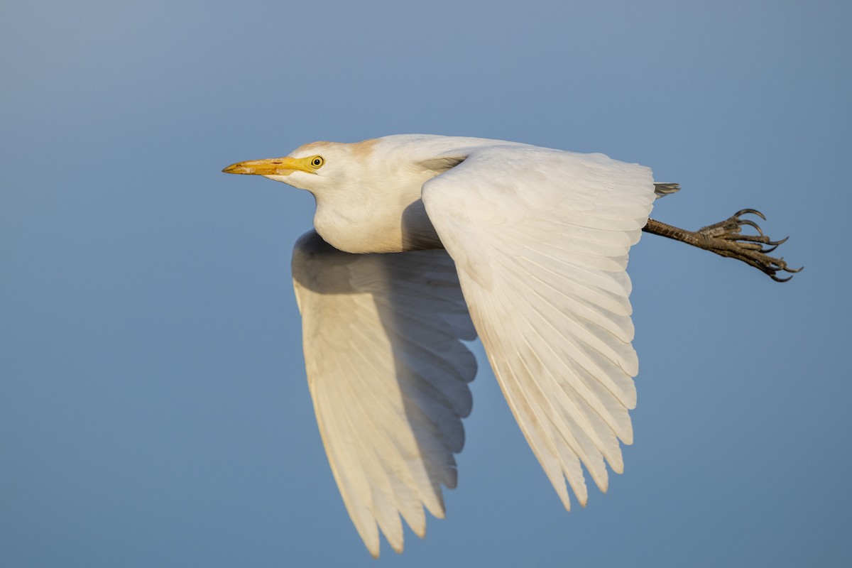 Western Cattle-Egret - ML655104365