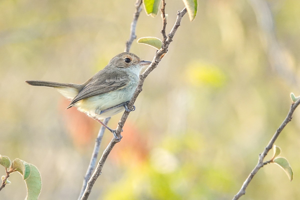 Fulvous-crowned Scrub-Tyrant - ML655104597