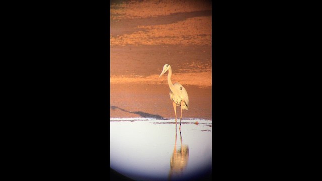 Garza Azulada - ML655104668