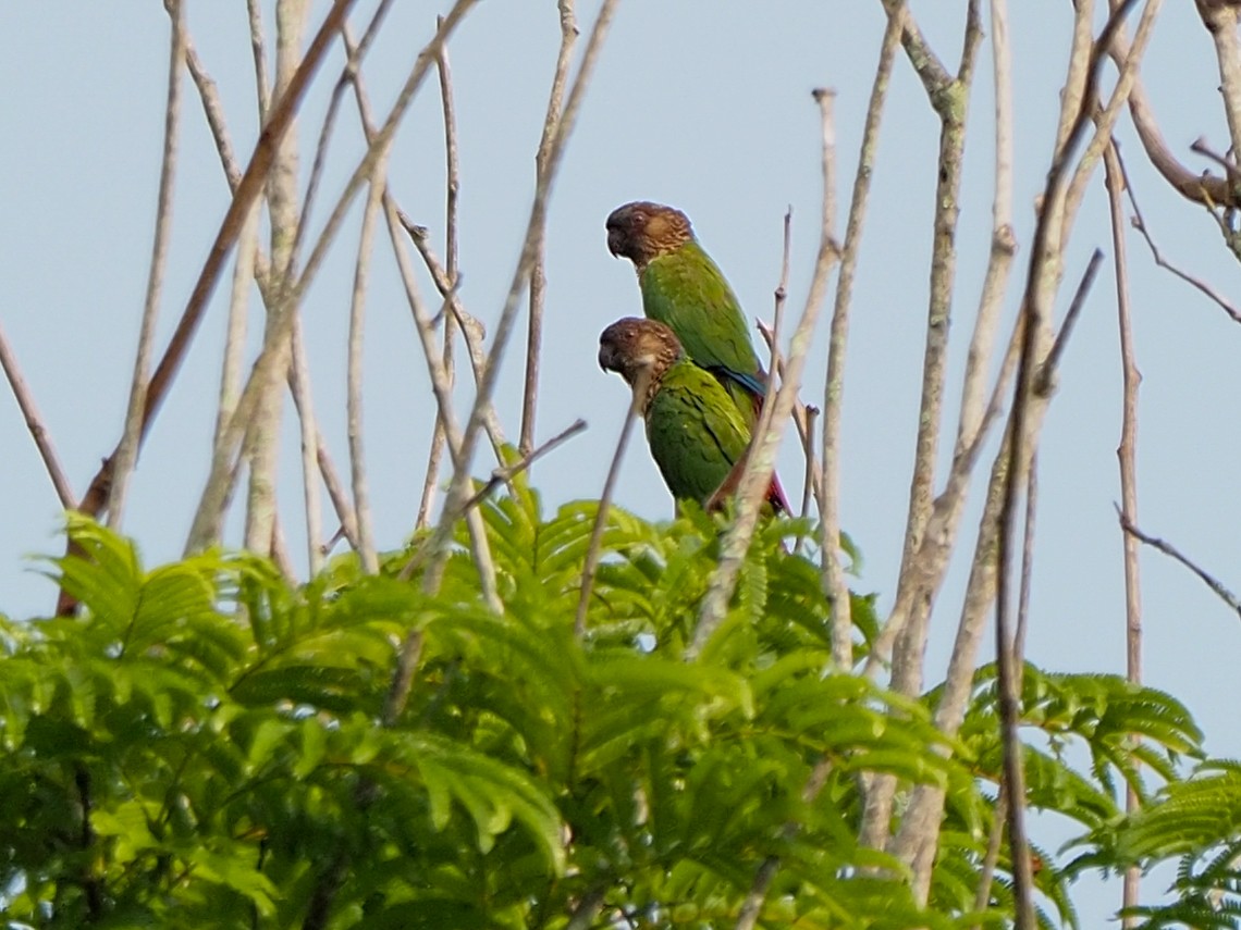Santarem Parakeet - ML655104716