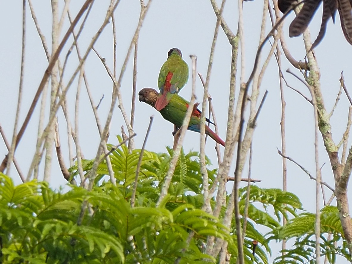 Santarem Parakeet - ML655104717