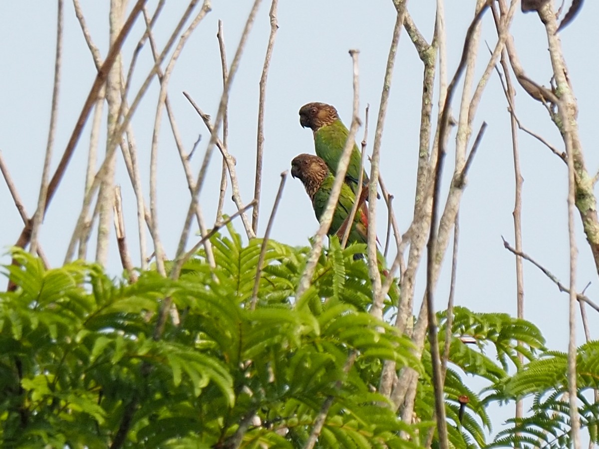 Santarem Parakeet - ML655104718