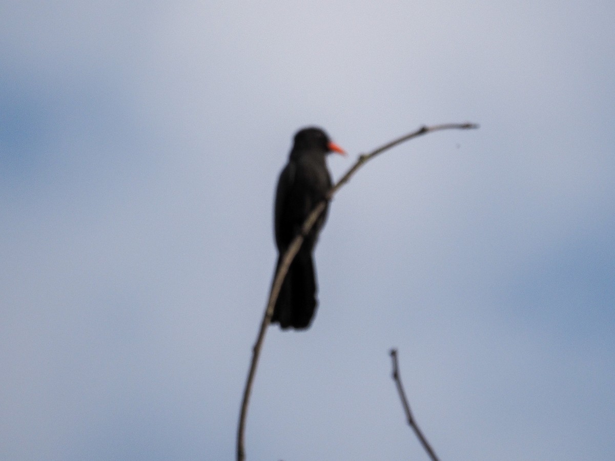 Black-fronted Nunbird - ML655104802