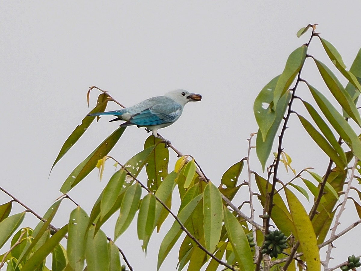 Blue-gray Tanager - ML655104831