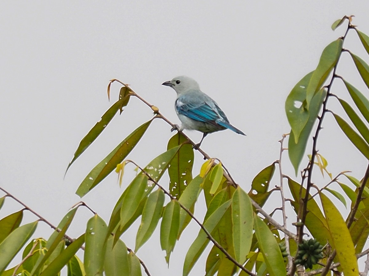 Blue-gray Tanager - ML655104832