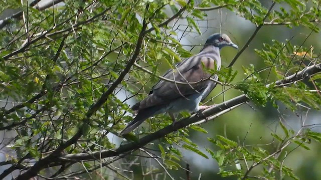 Pale-vented Pigeon - ML655104877
