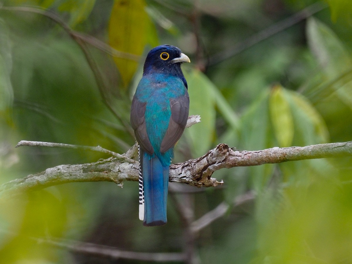 Amazonian Violaceous Trogon - ML655104882