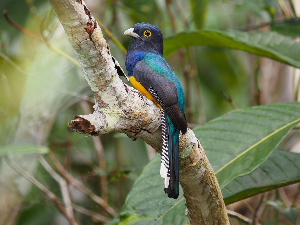 Amazonian Violaceous Trogon - ML655104883