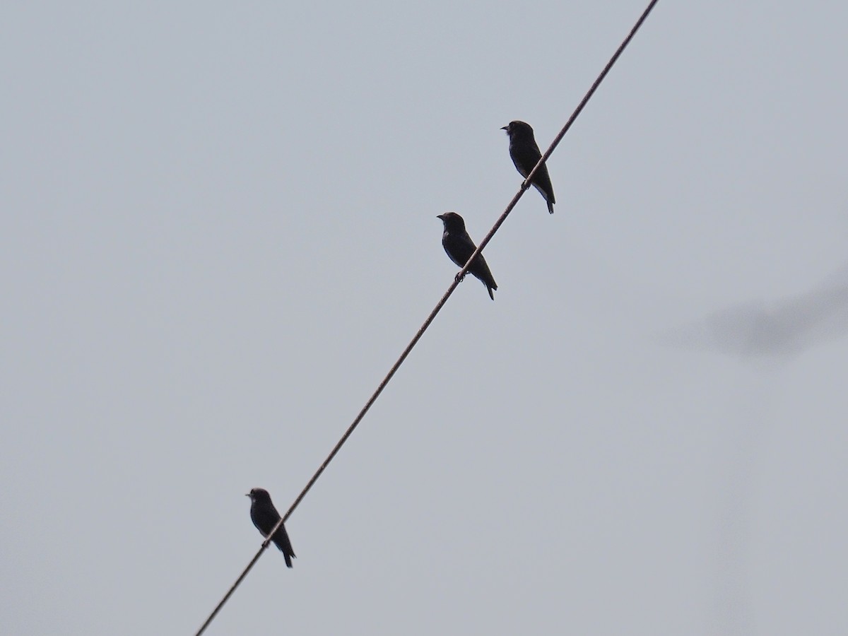 Swallow-winged Puffbird - ML655104927
