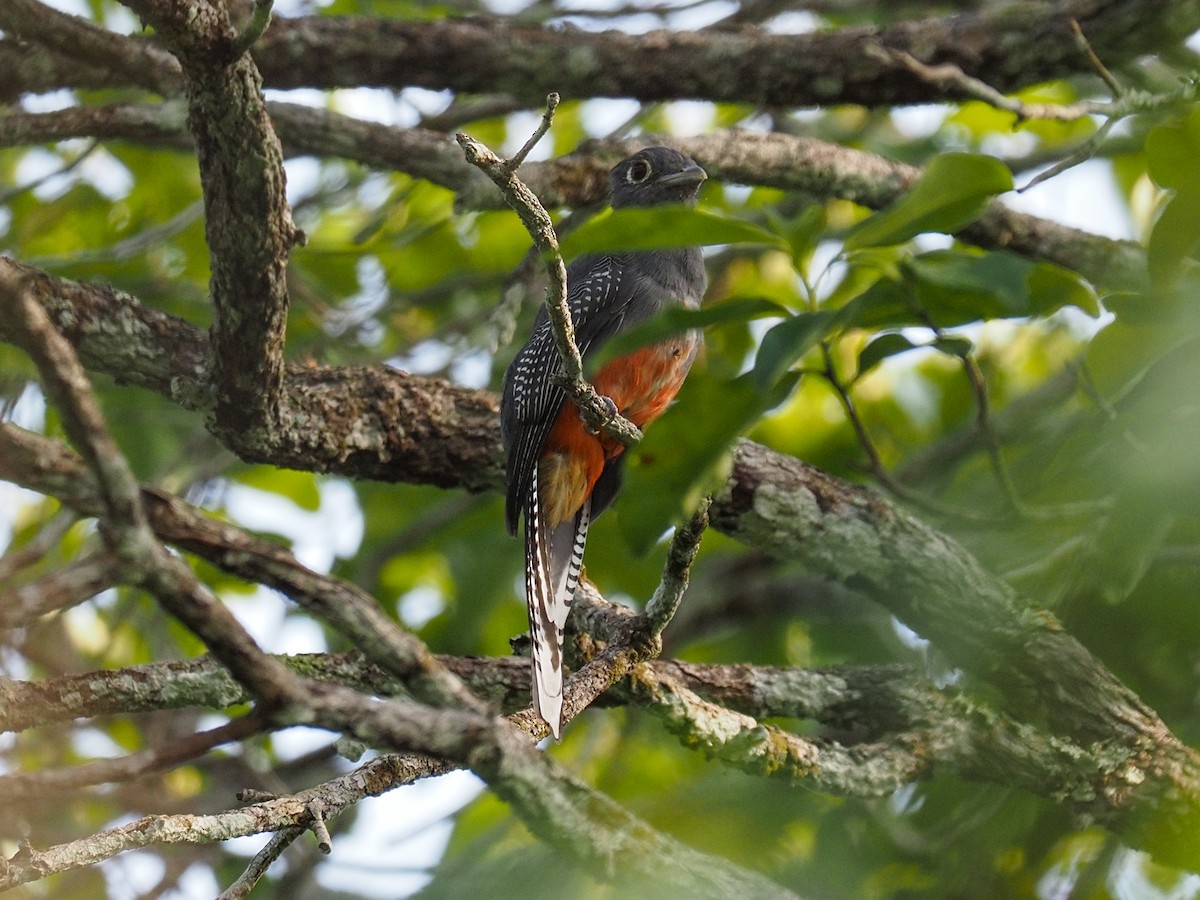 Blue-crowned Trogon - ML655105023
