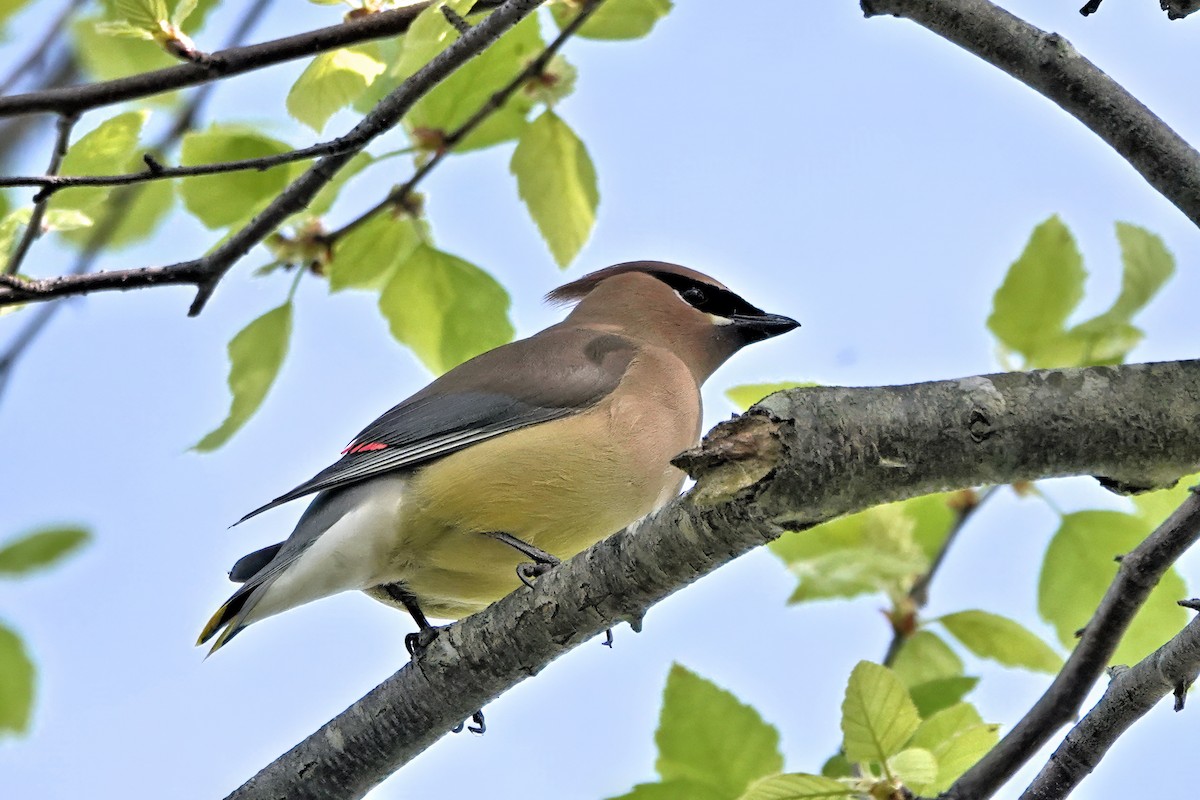 Cedar Waxwing - ML655105097