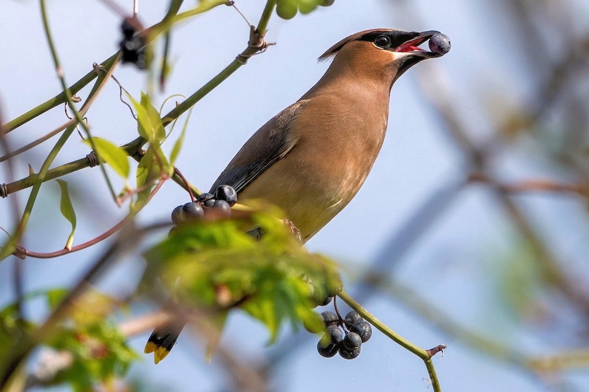 Cedar Waxwing - ML655105098