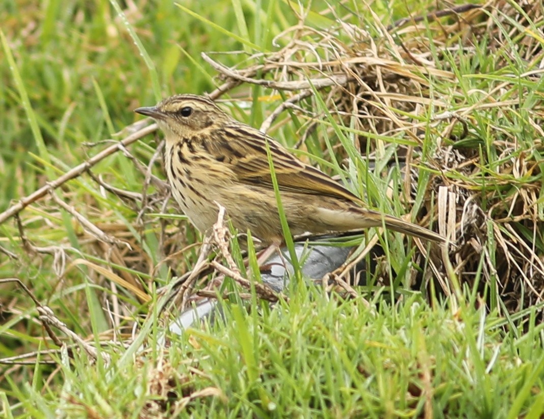 Nilgiri Pipit - ML65510511