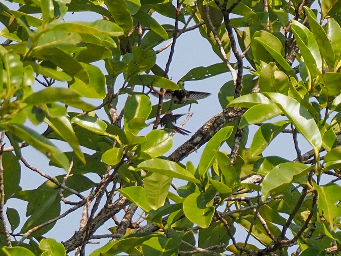 Black-bellied Thorntail - ML655105399