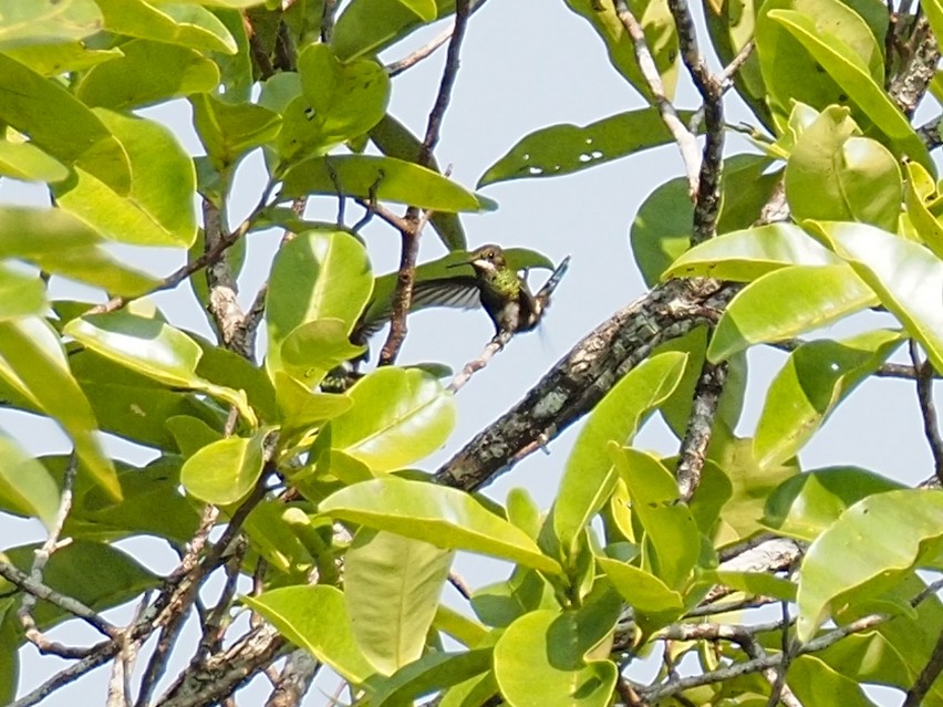 Black-bellied Thorntail - ML655105401