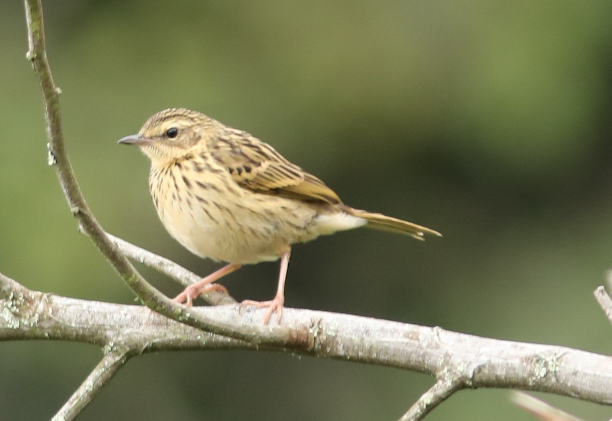 Pipit des Nilgiri - ML65510541