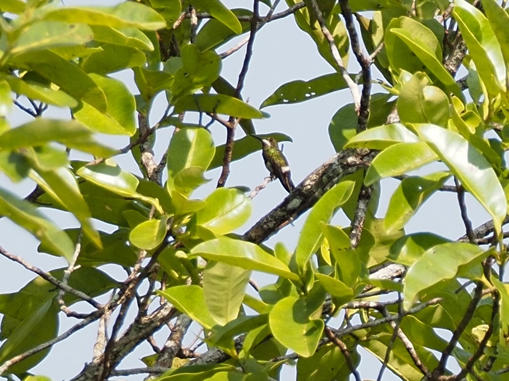 Black-bellied Thorntail - ML655105451