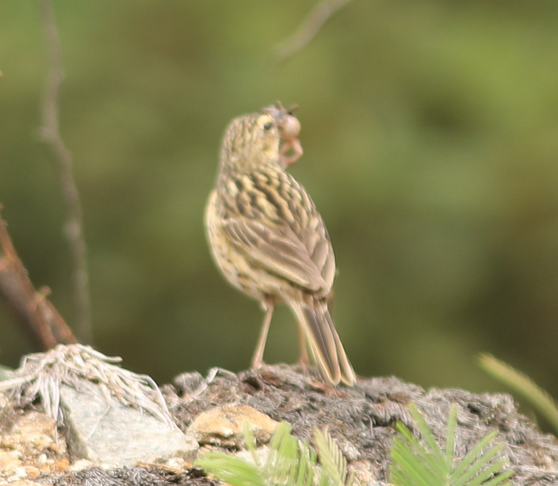 Bisbita de Los Nilgiri - ML65510551