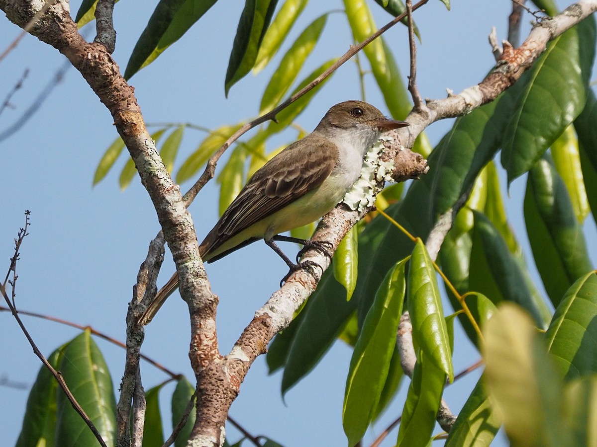 Myiarchus sp. - ML655105511