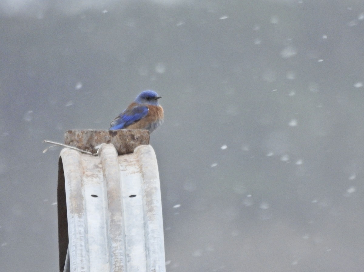 Merlebleu de l'Ouest - ML655105548