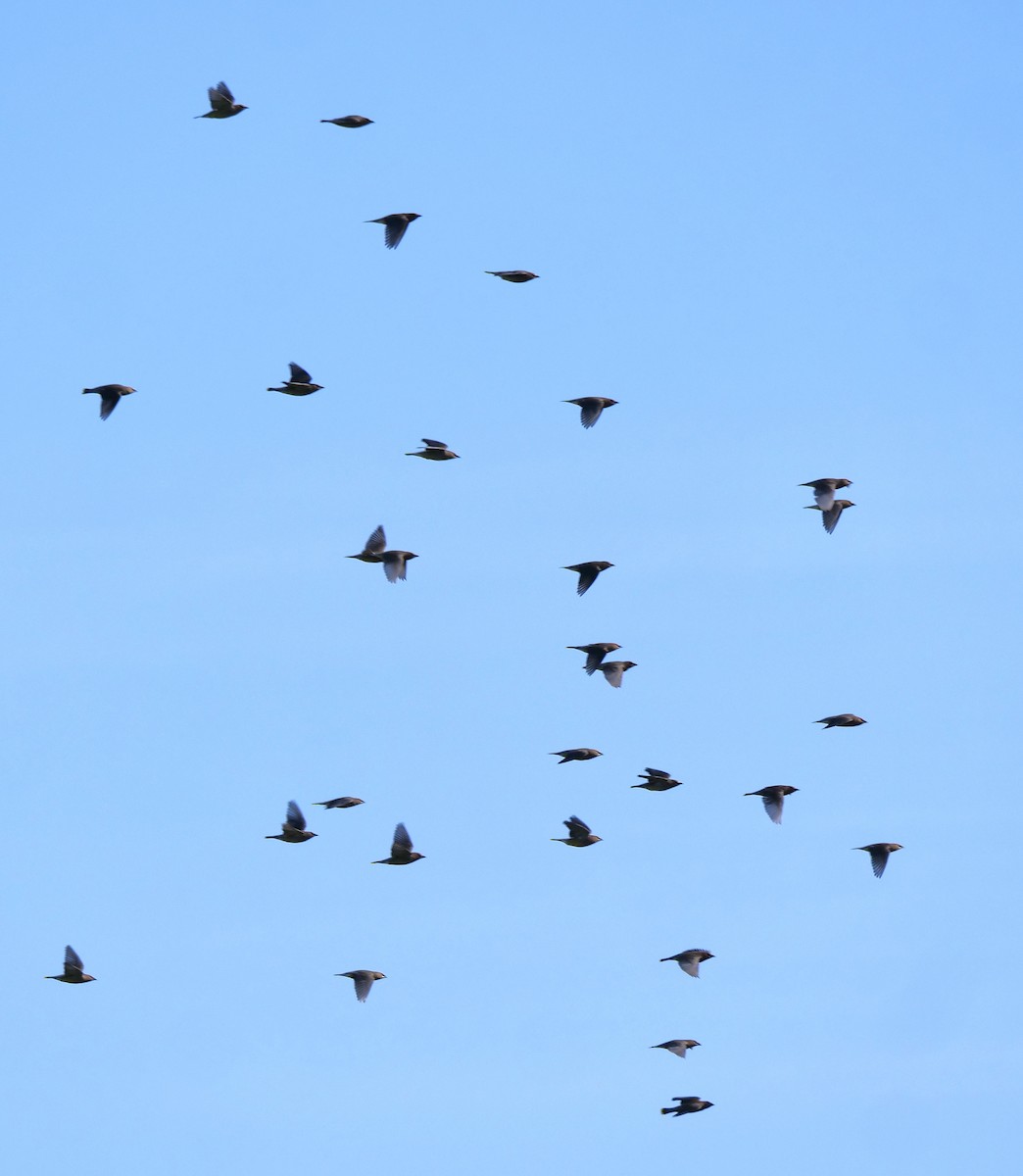 Cedar Waxwing - ML655105839