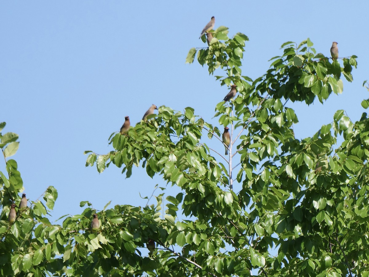 Cedar Waxwing - ML655105840
