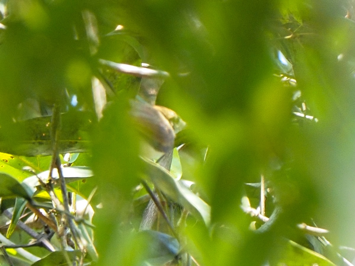 spinetail sp. - ML655106034