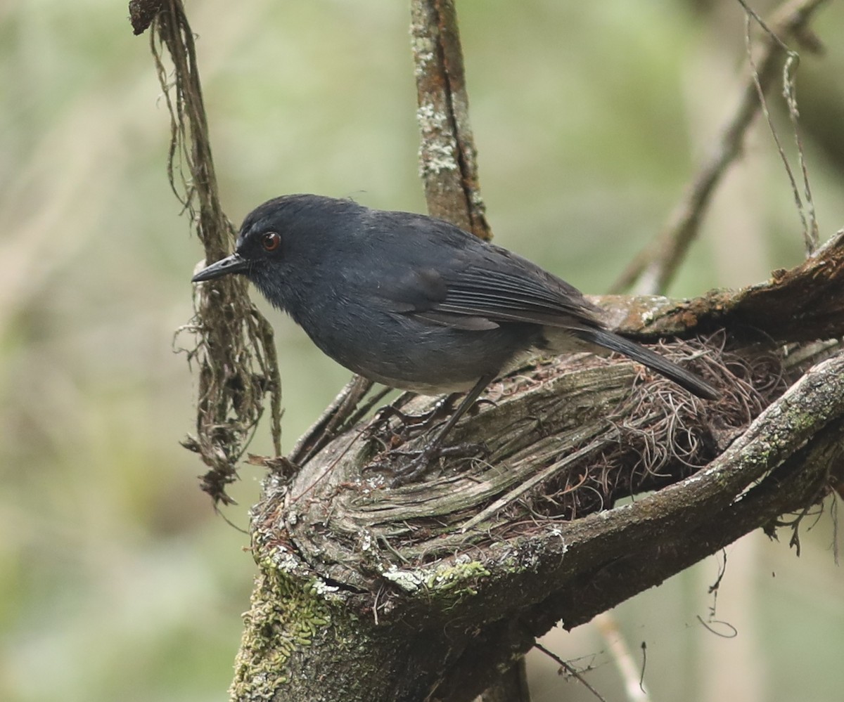 White-bellied Sholakili - ML65510611