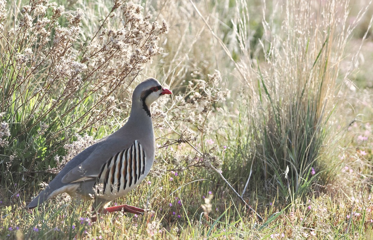Chukar - ML655106166