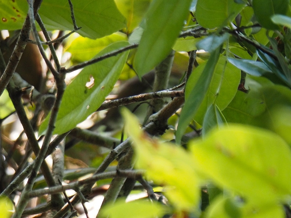 spinetail sp. - ML655106272