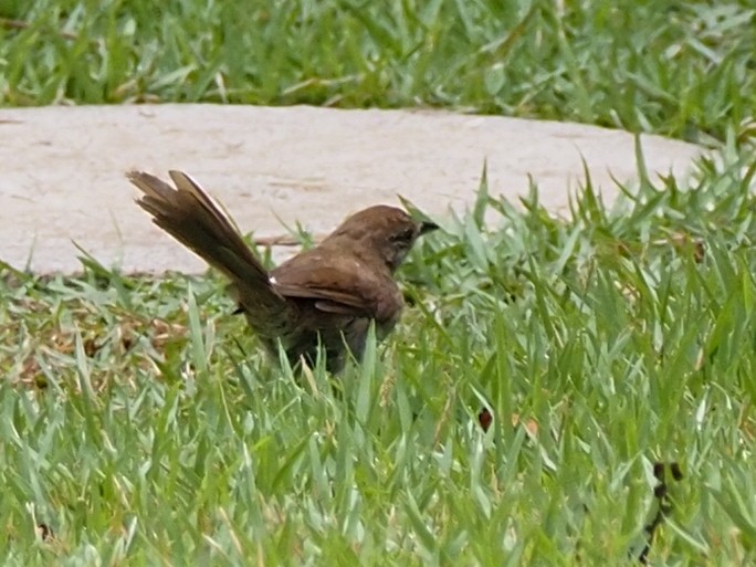 Pale-breasted Spinetail - ML655106311