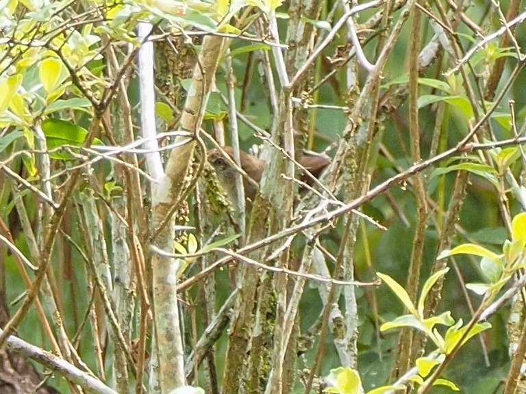 Pale-breasted Spinetail - ML655106312
