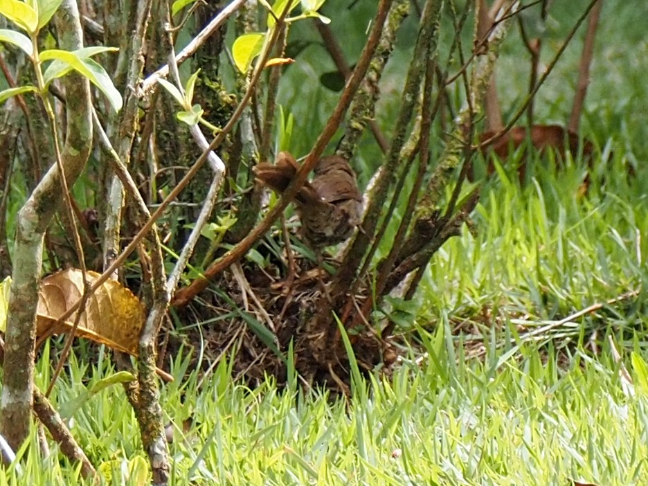 Pale-breasted Spinetail - ML655106313
