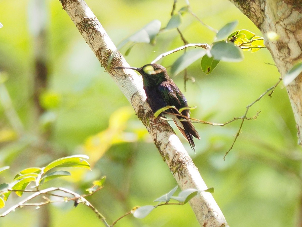 Fork-tailed Woodnymph - ML655106405