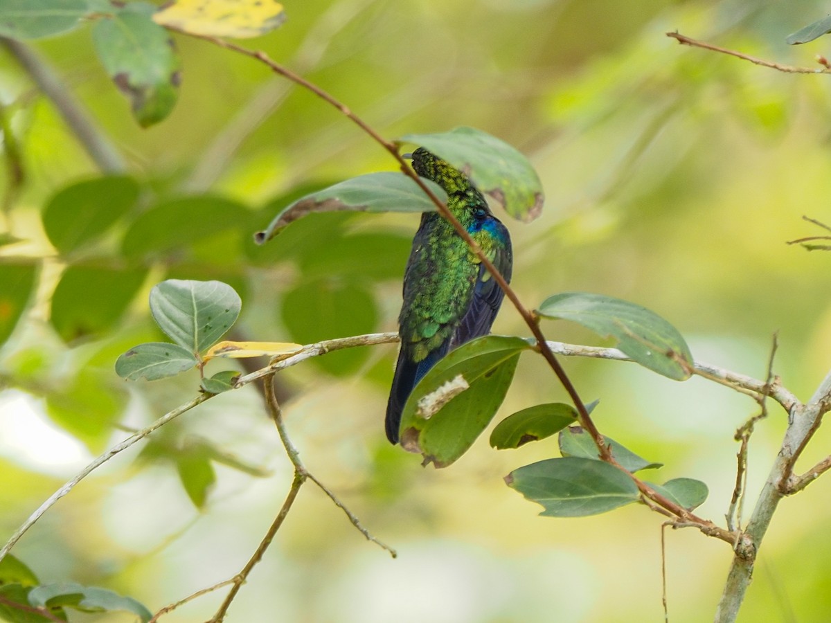 Fork-tailed Woodnymph - ML655106406
