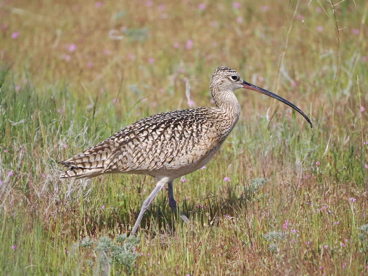 Long-billed Curlew - ML655106414