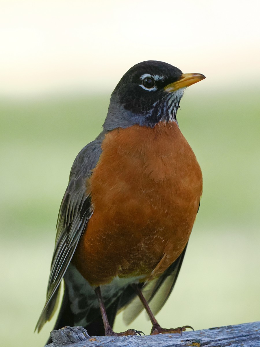 American Robin - ML655106451