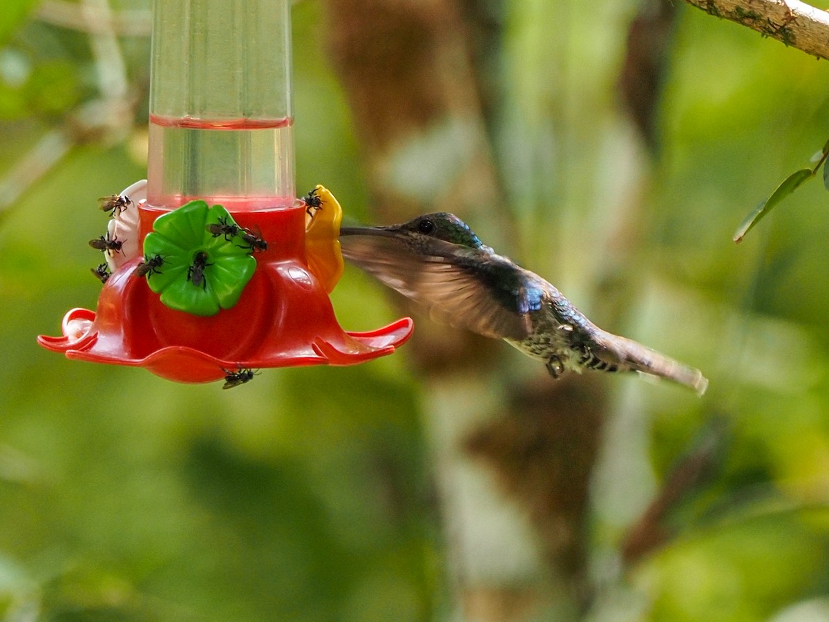 White-necked Jacobin - ML655106474