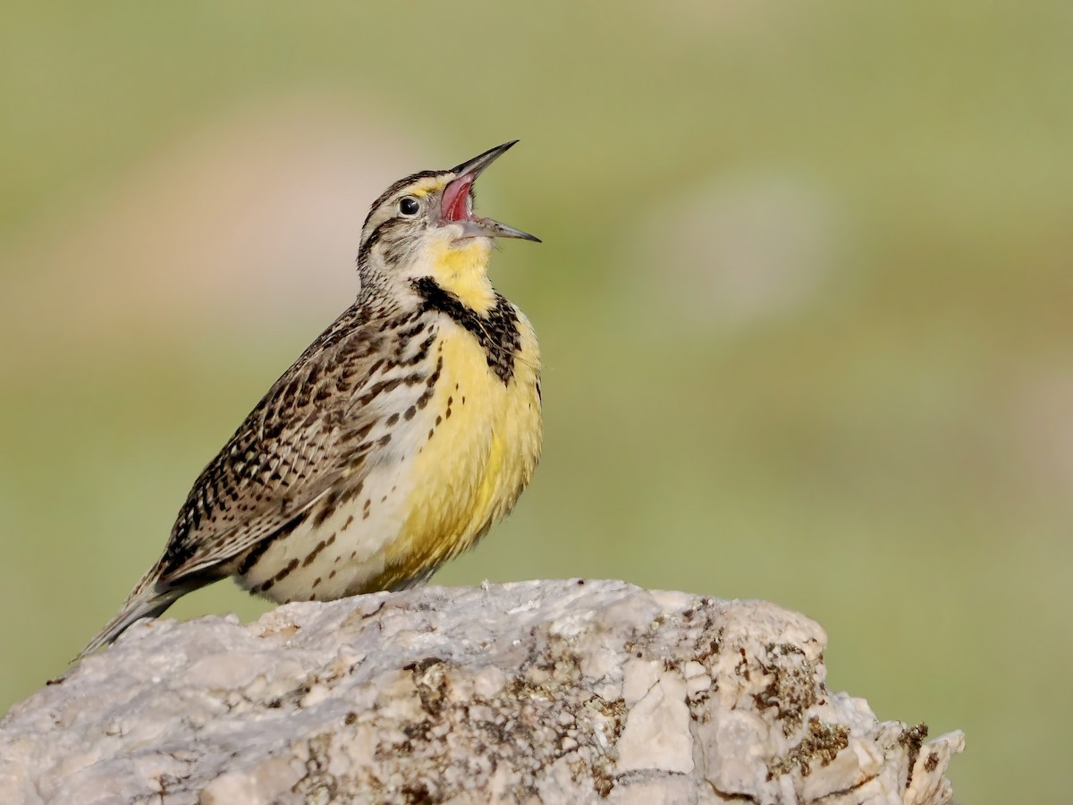 Western Meadowlark - ML655106495