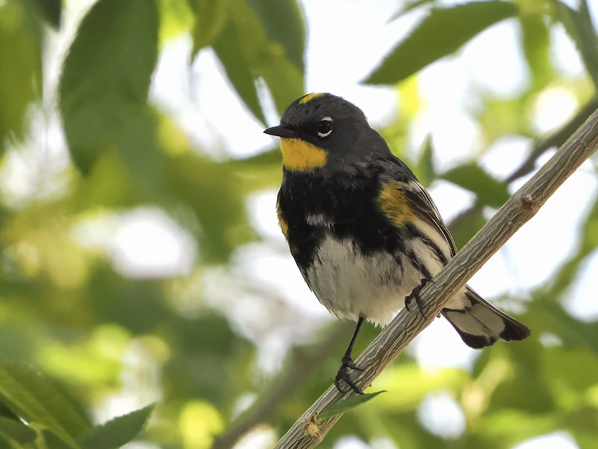 Yellow-rumped Warbler - ML655106505