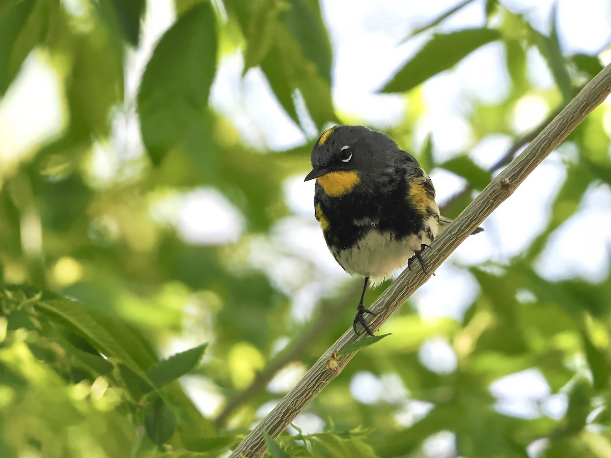 Yellow-rumped Warbler - ML655106506