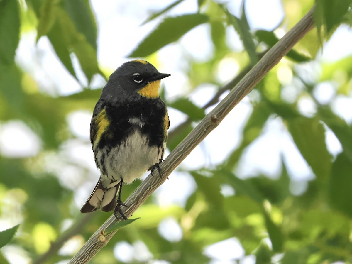 Yellow-rumped Warbler - ML655106507