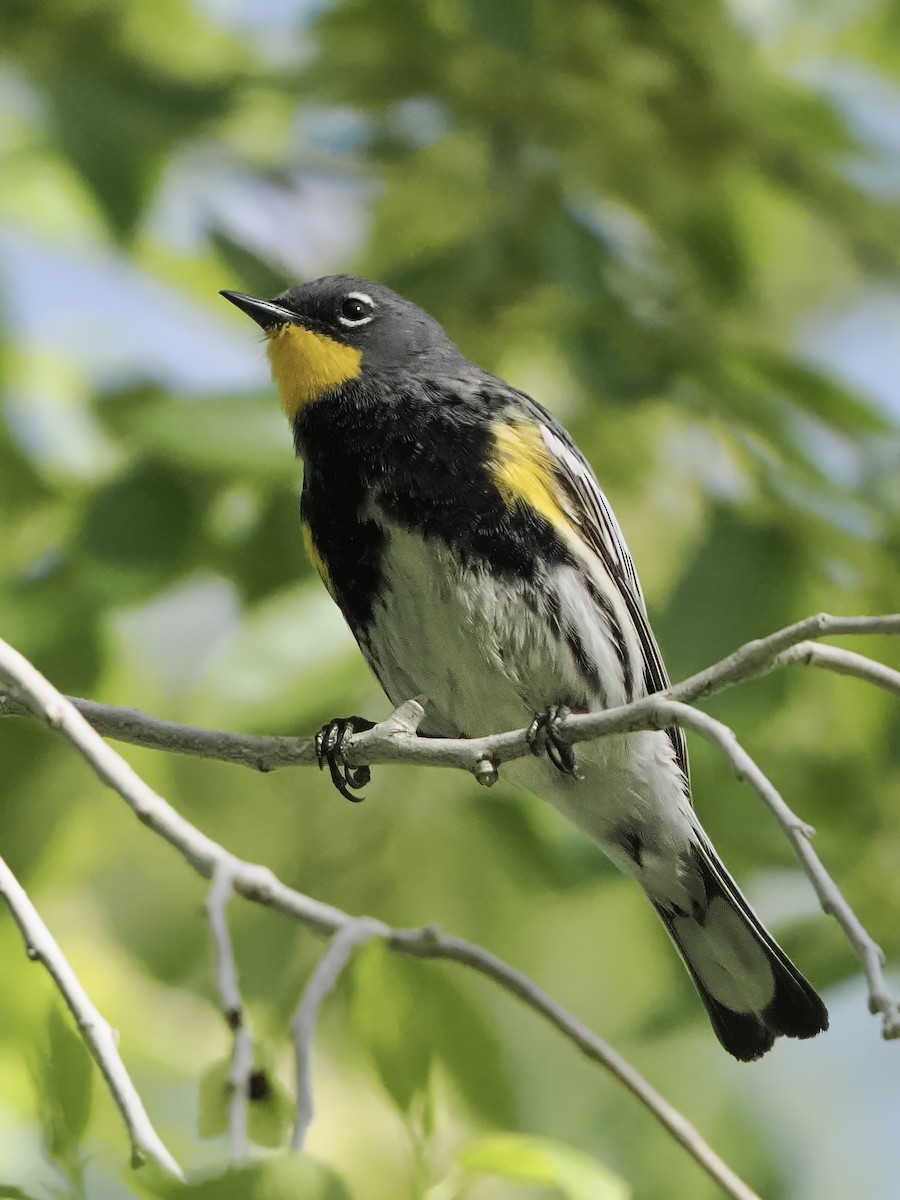 Yellow-rumped Warbler - ML655106508