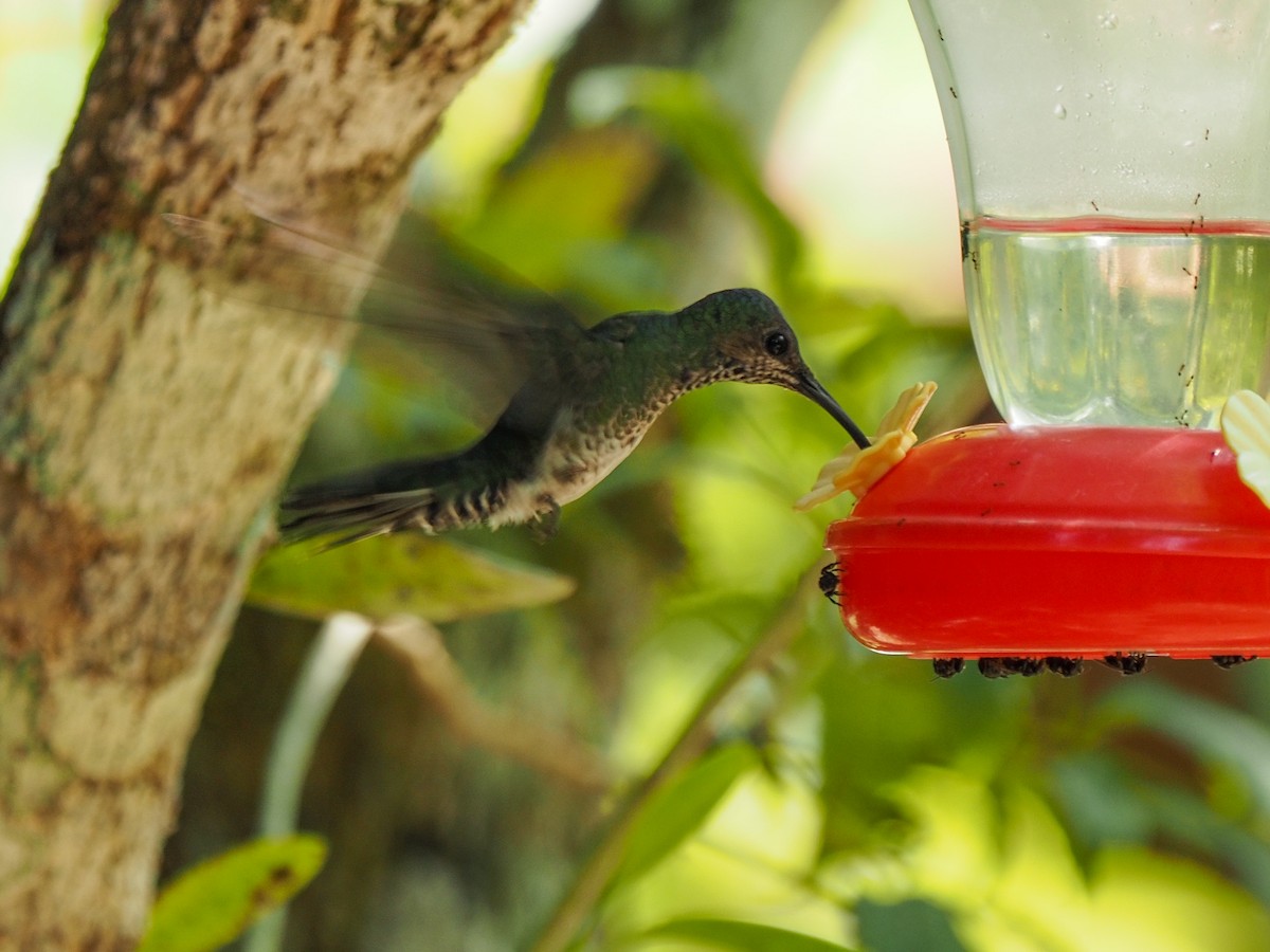 White-necked Jacobin - ML655106576