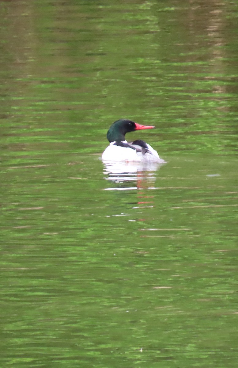 Common Merganser - ML655106781
