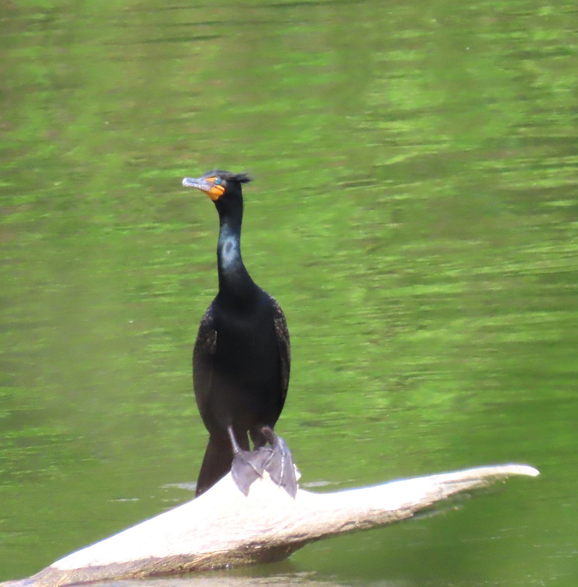 Double-crested Cormorant - ML655106799