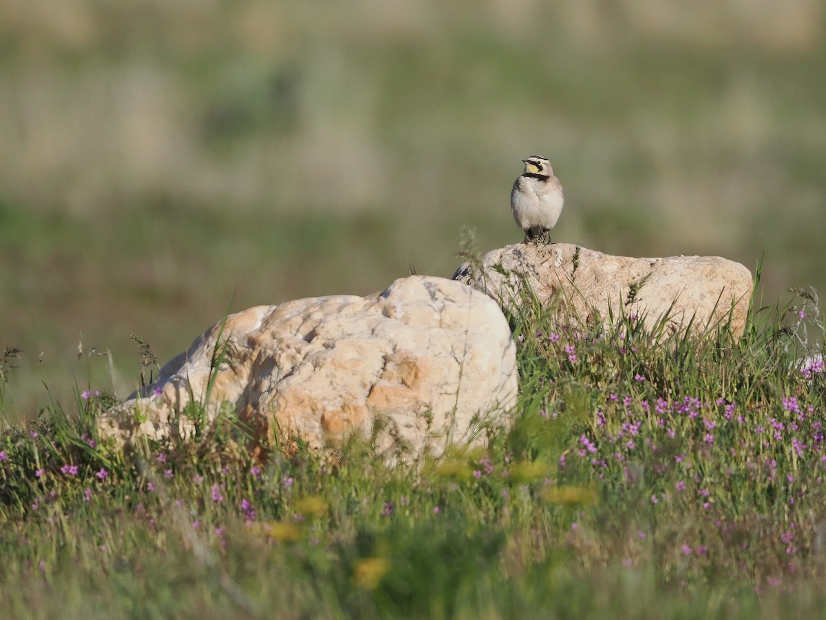 Horned Lark - ML655106886
