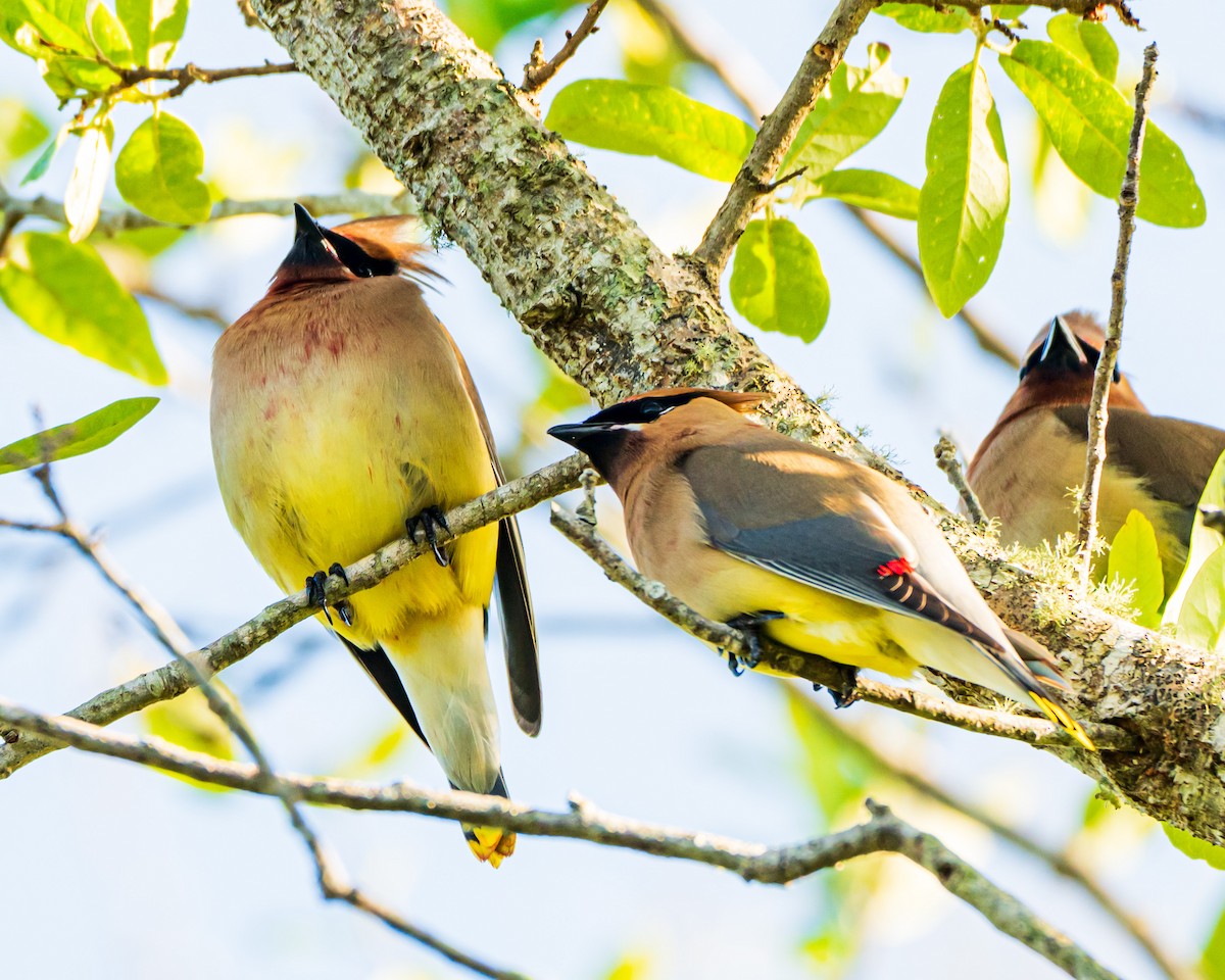 Cedar Waxwing - ML655107093